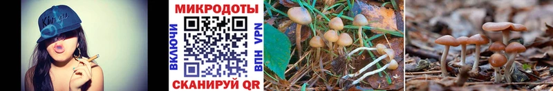 Галлюциногенные грибы Psilocybine cubensis где продают наркотики Кострома